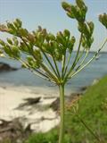 Caraway